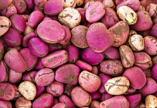 Kola Nut
